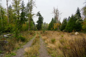  Photo 39
