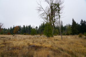  Photo 52
