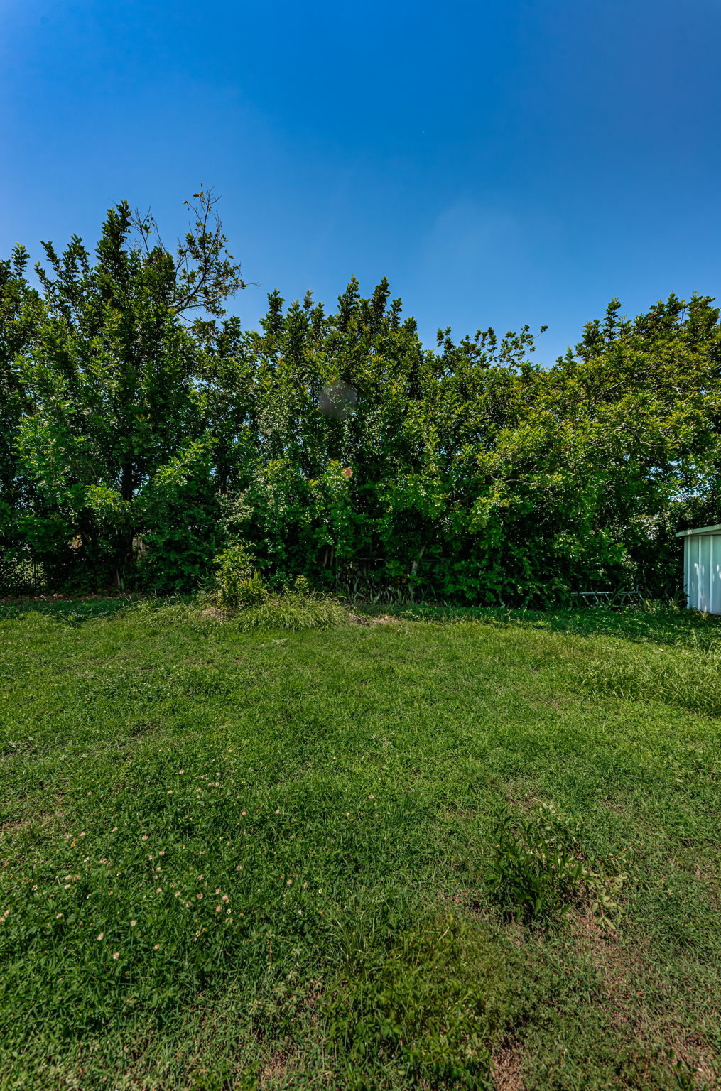 Backyard3