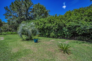 Backyard4