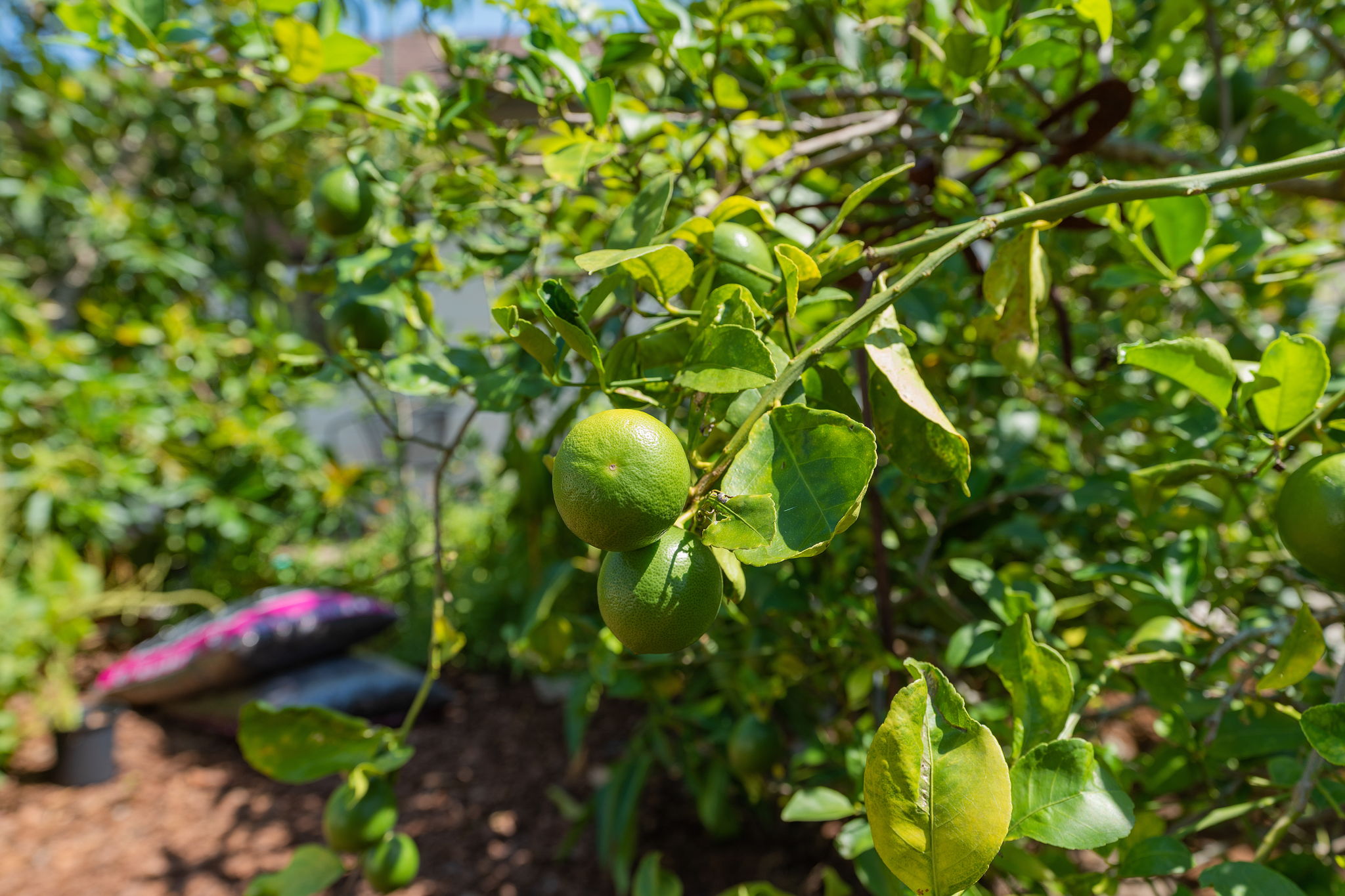 So many wonderful plants and fruit trees surrounding the property