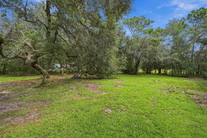 Backyard1