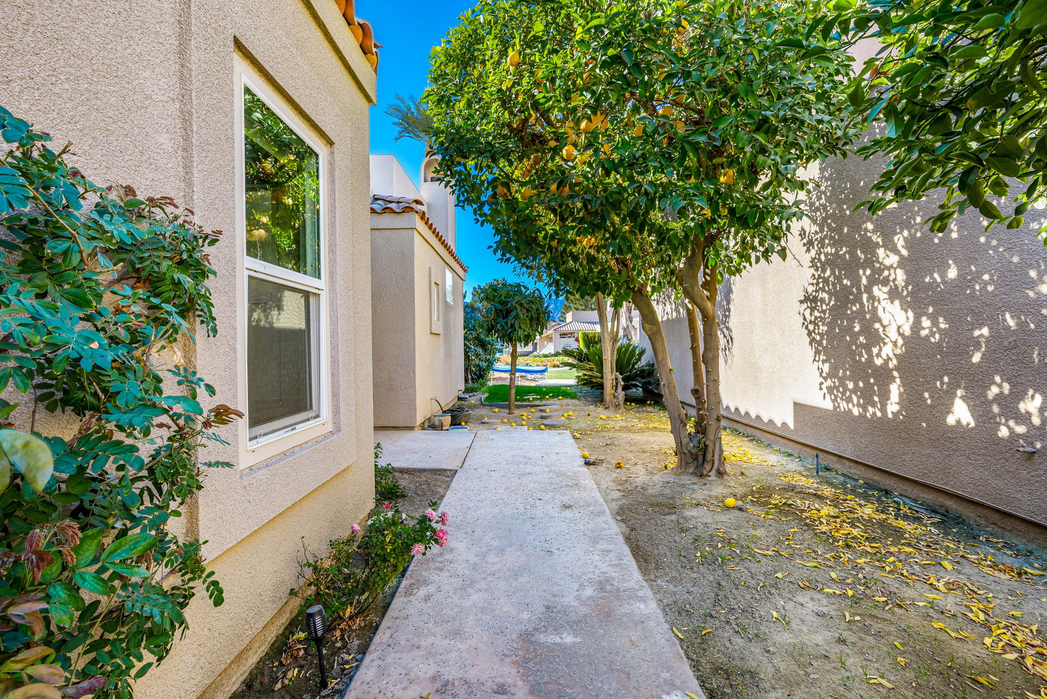 Fruit Trees along Walkway