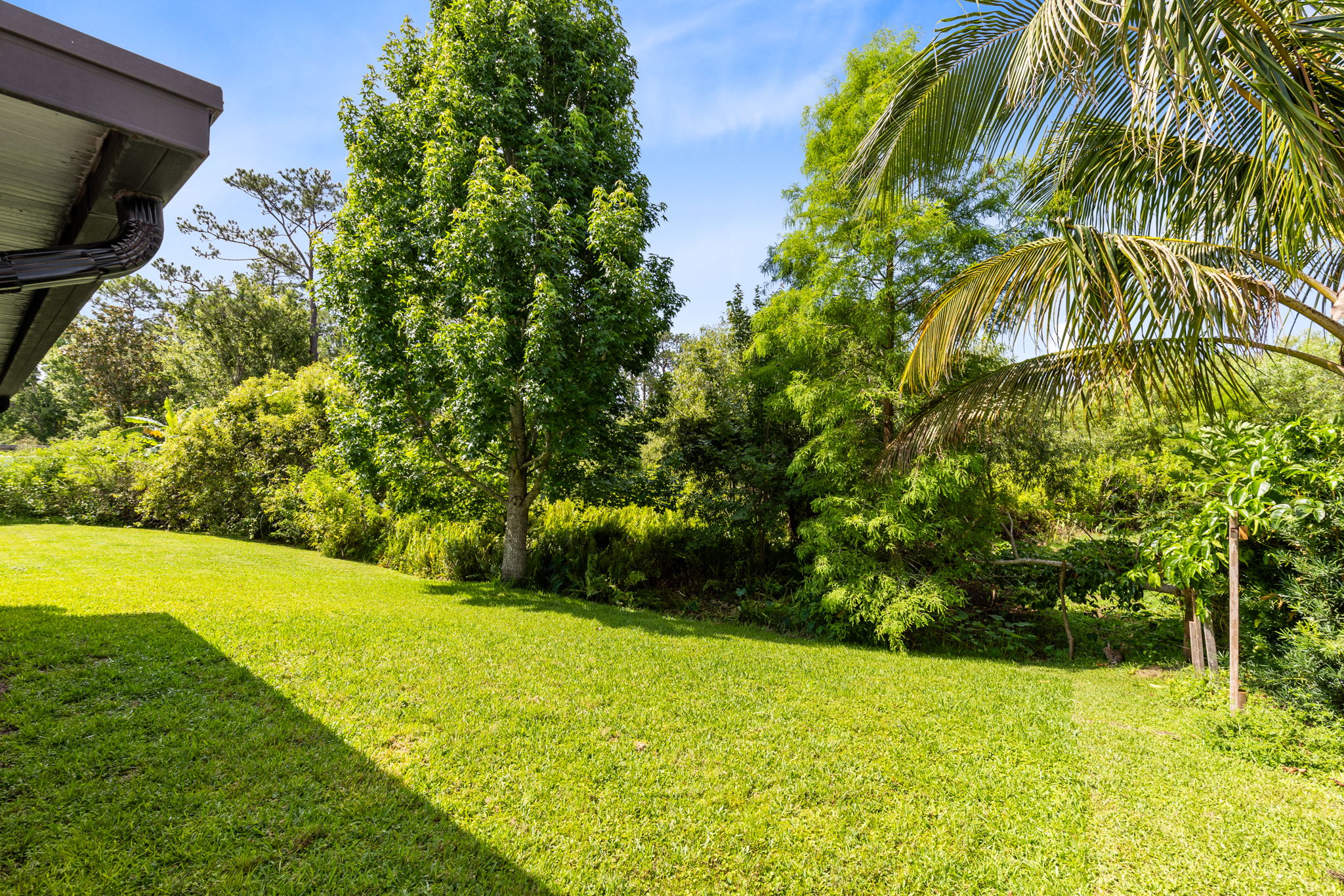 Back Yard/Conservation Area