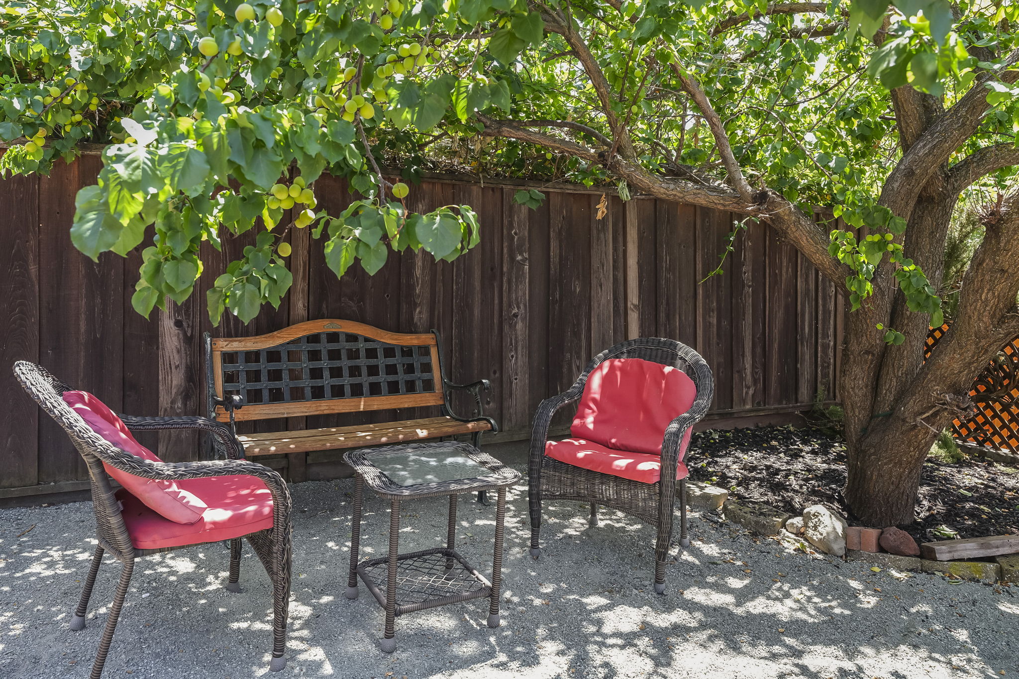 under the apricot tree