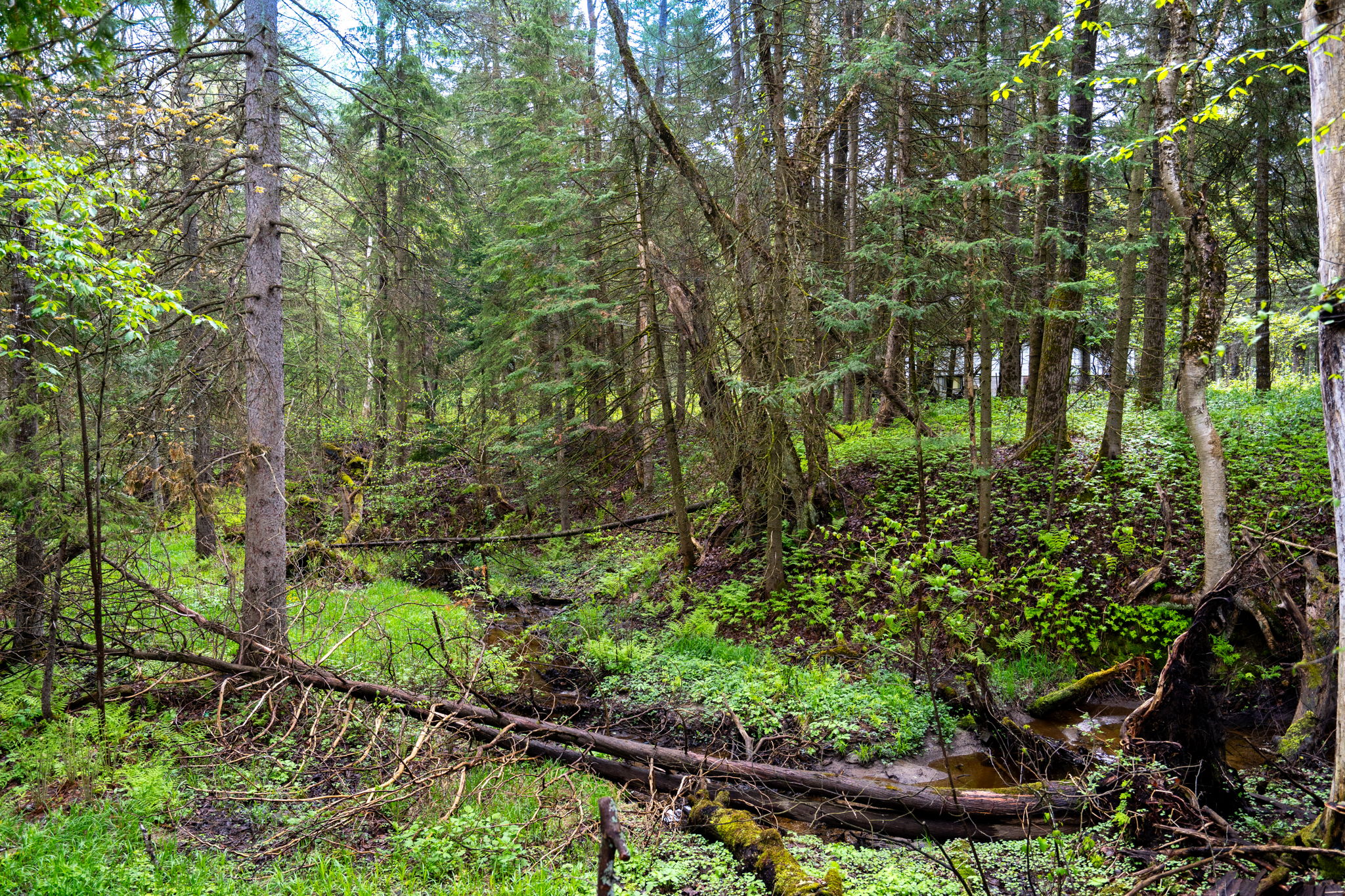  Photo 42