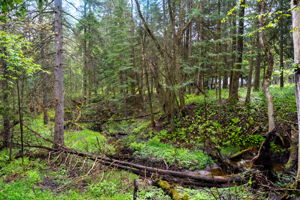 Photo 41