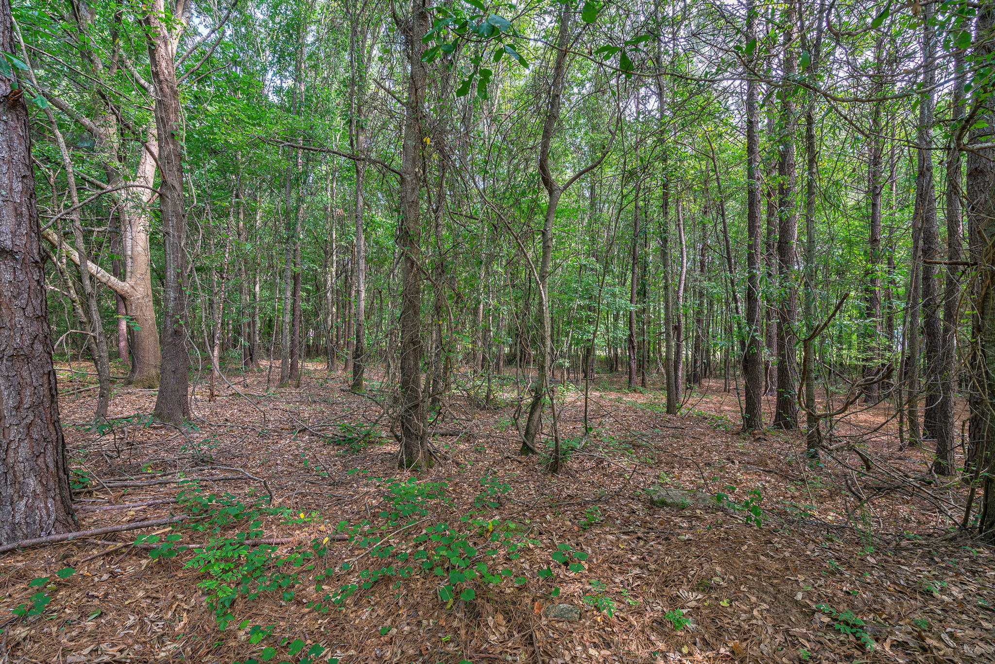 1551 Lane Creek Rd, Bogart, GA 30622, USA Photo 15