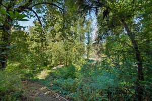 S Clackamas River Dr-1709-923.jpg