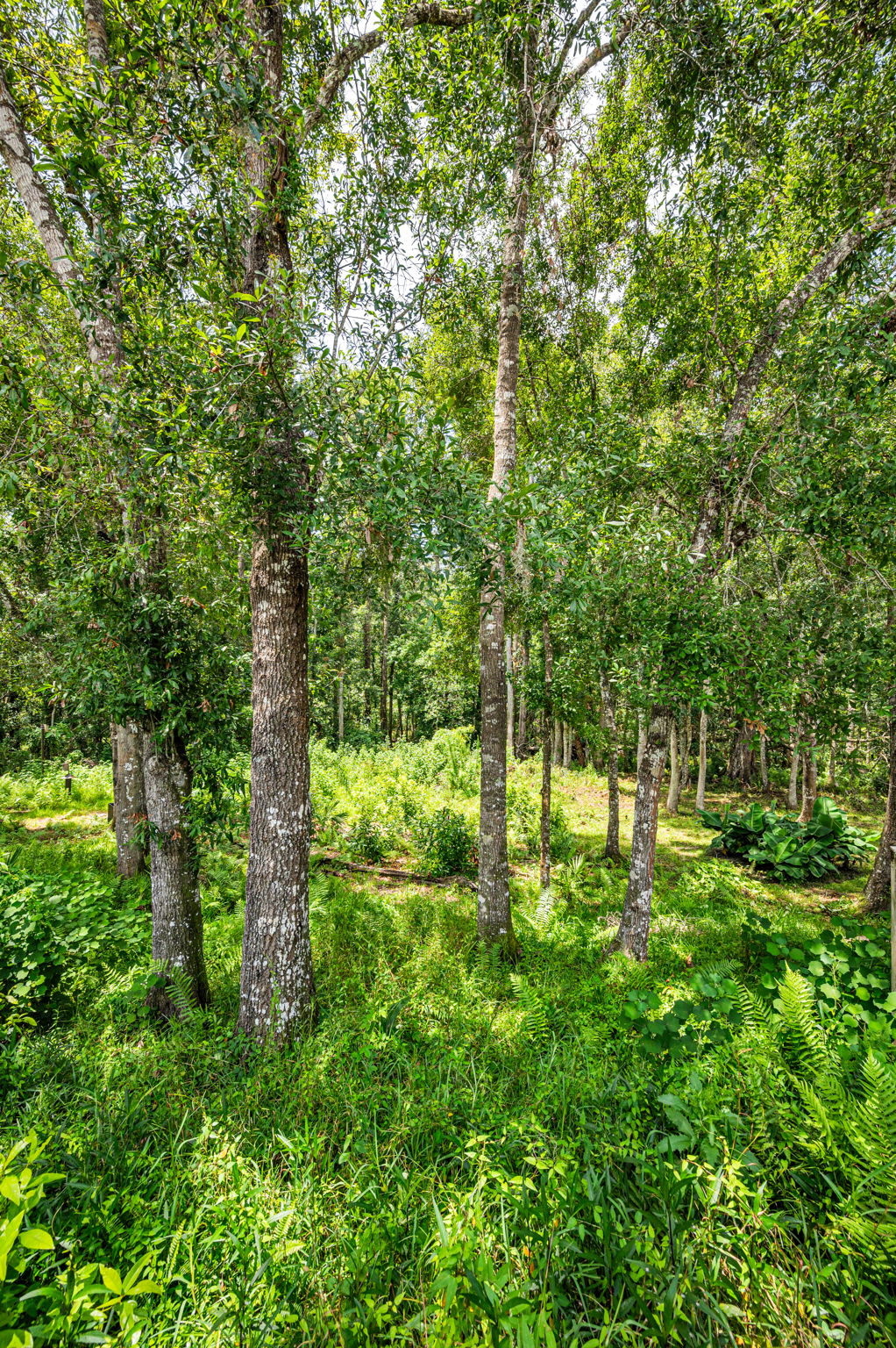 Backyard4 View