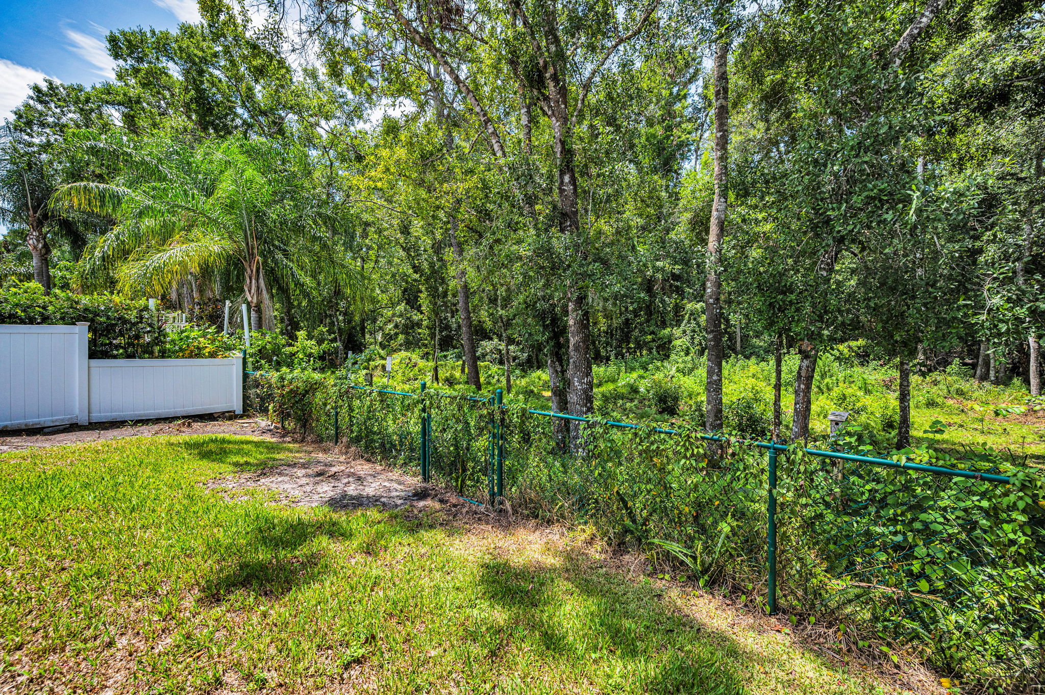 Backyard6