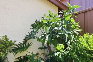  Photo 44