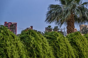  Photo 43