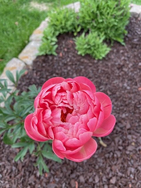 Peonies surround the property and add a pop of color to the outside and inside of the home.