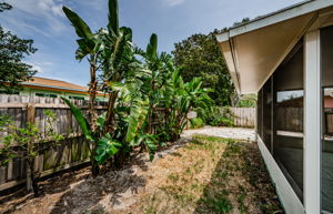 Backyard 3-2