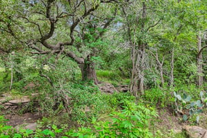 Blue Creek Rd-S0306-001.jpg