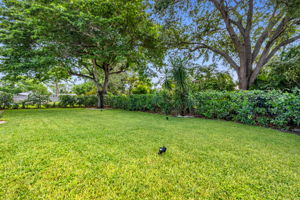 Backyard View 1