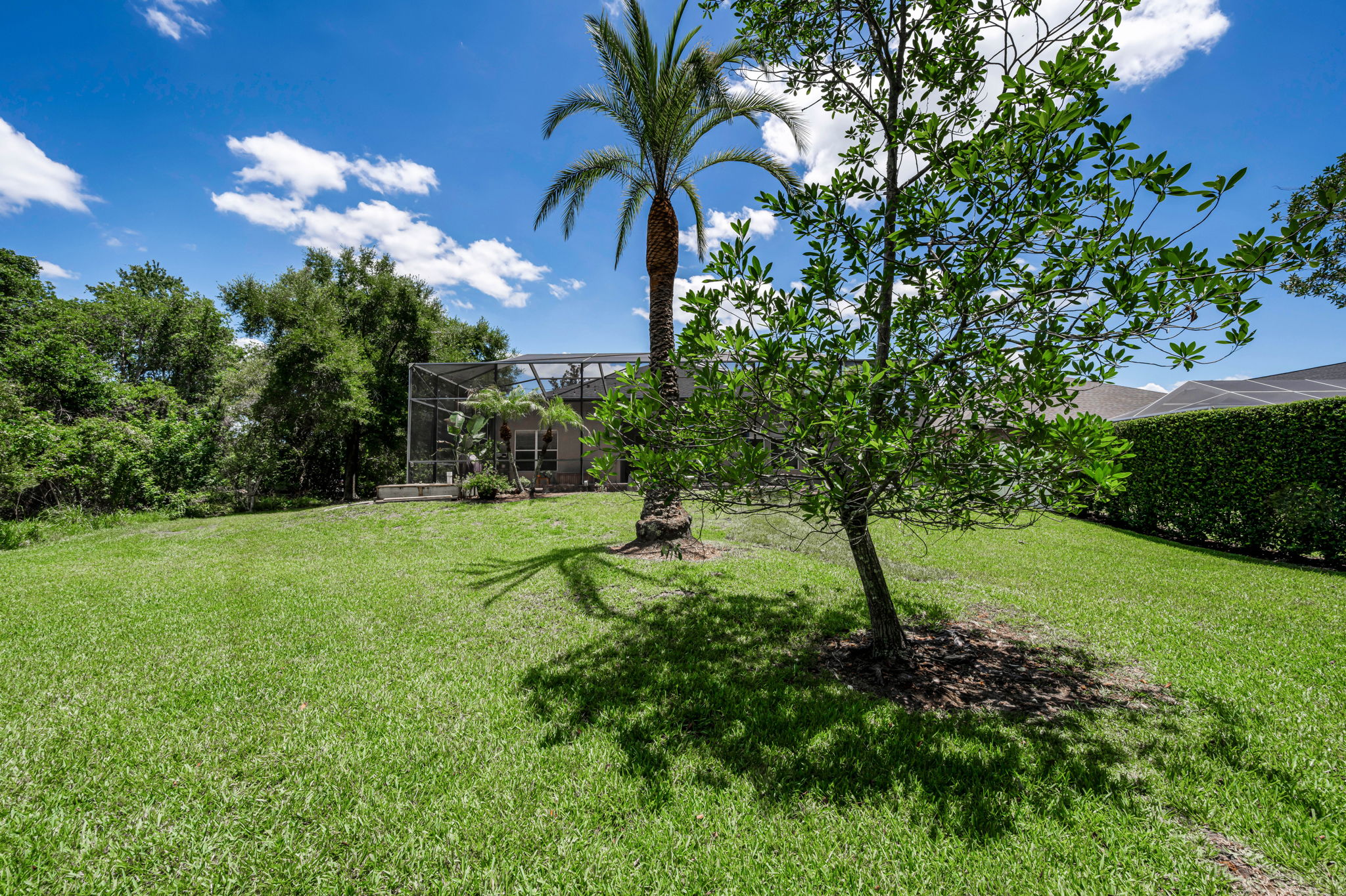 Backyard 4