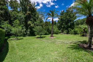 Backyard 6