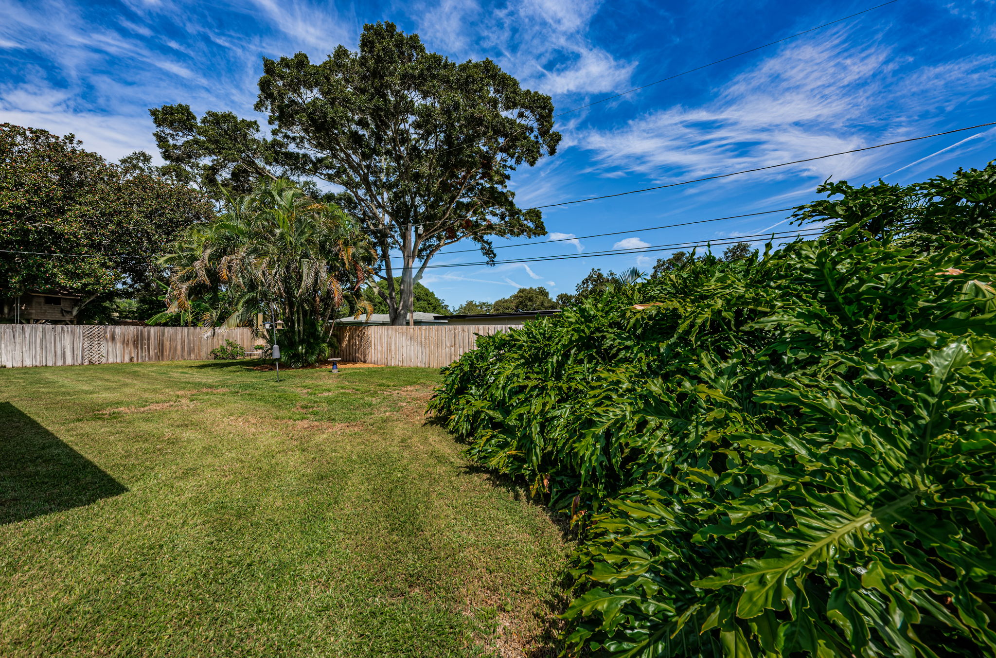 Backyard6