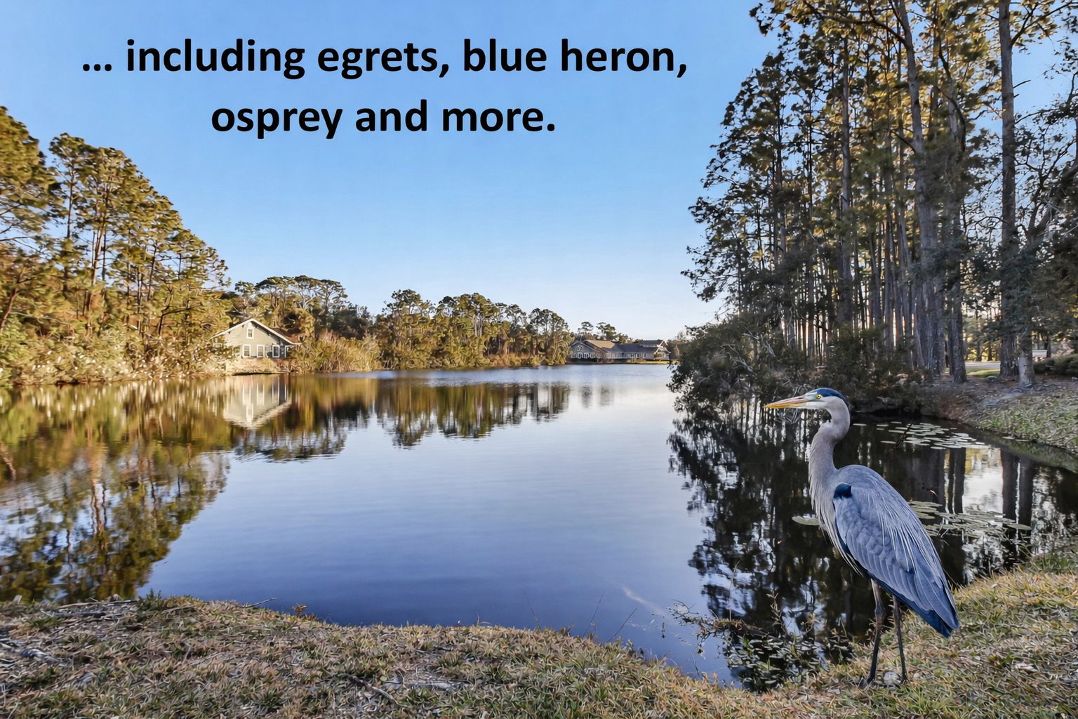 ... including egrets, blue heron, osprey, and more.