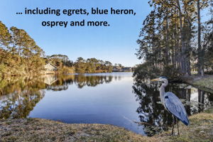 ... including egrets, blue heron, osprey, and more.