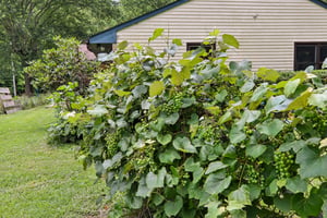 Pegg Rd-S2306-064.jpg