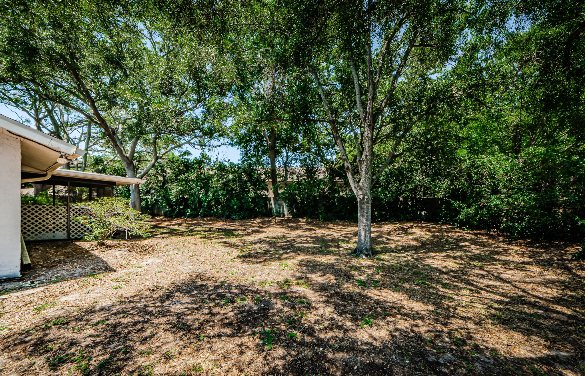 Backyard 6