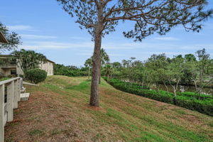 Backyard 2