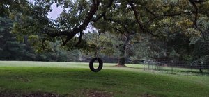 Tree Swing Overlooking Pond