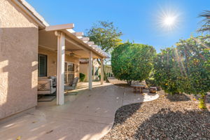 Surrounded by Citrus Trees