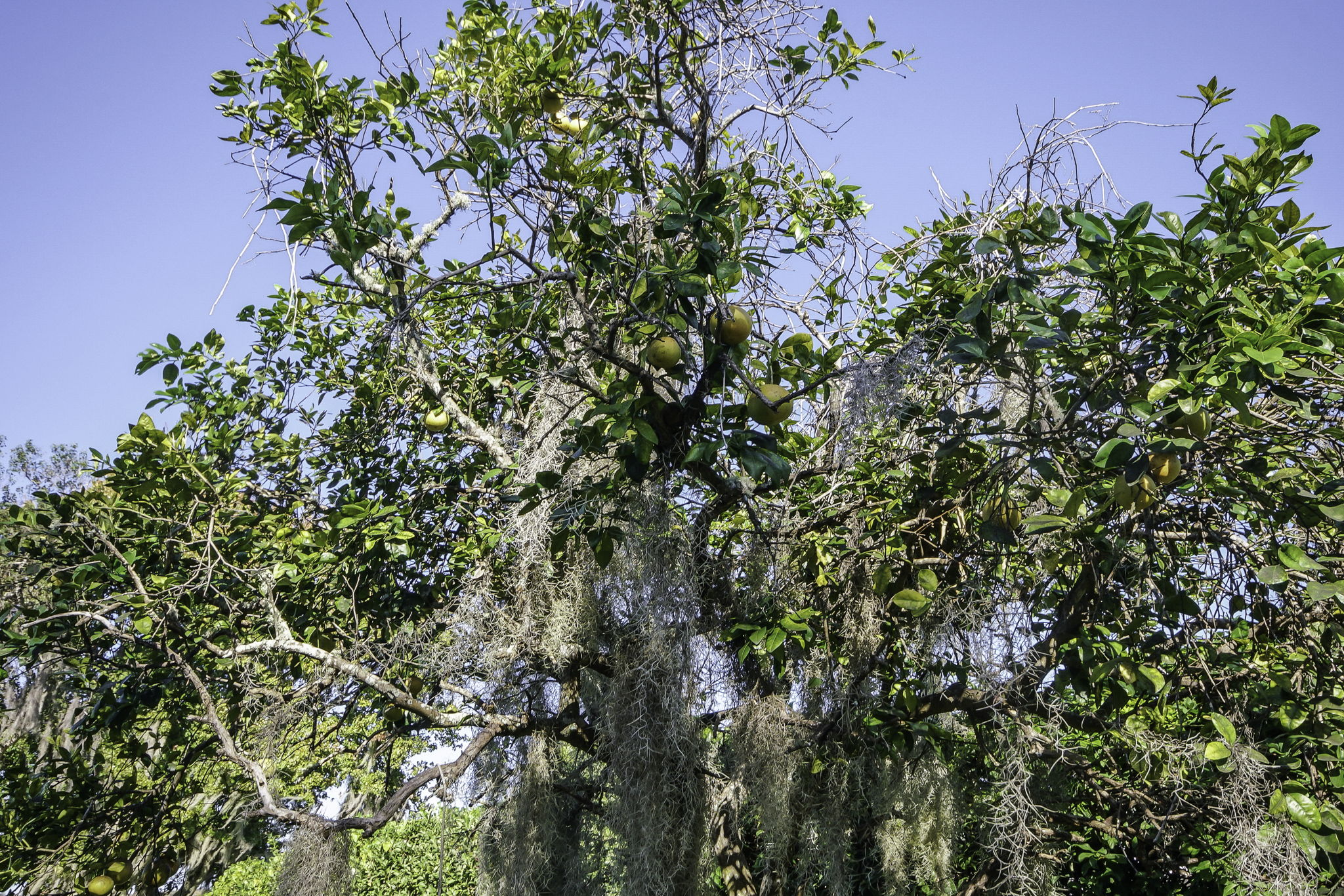 Orange Tree