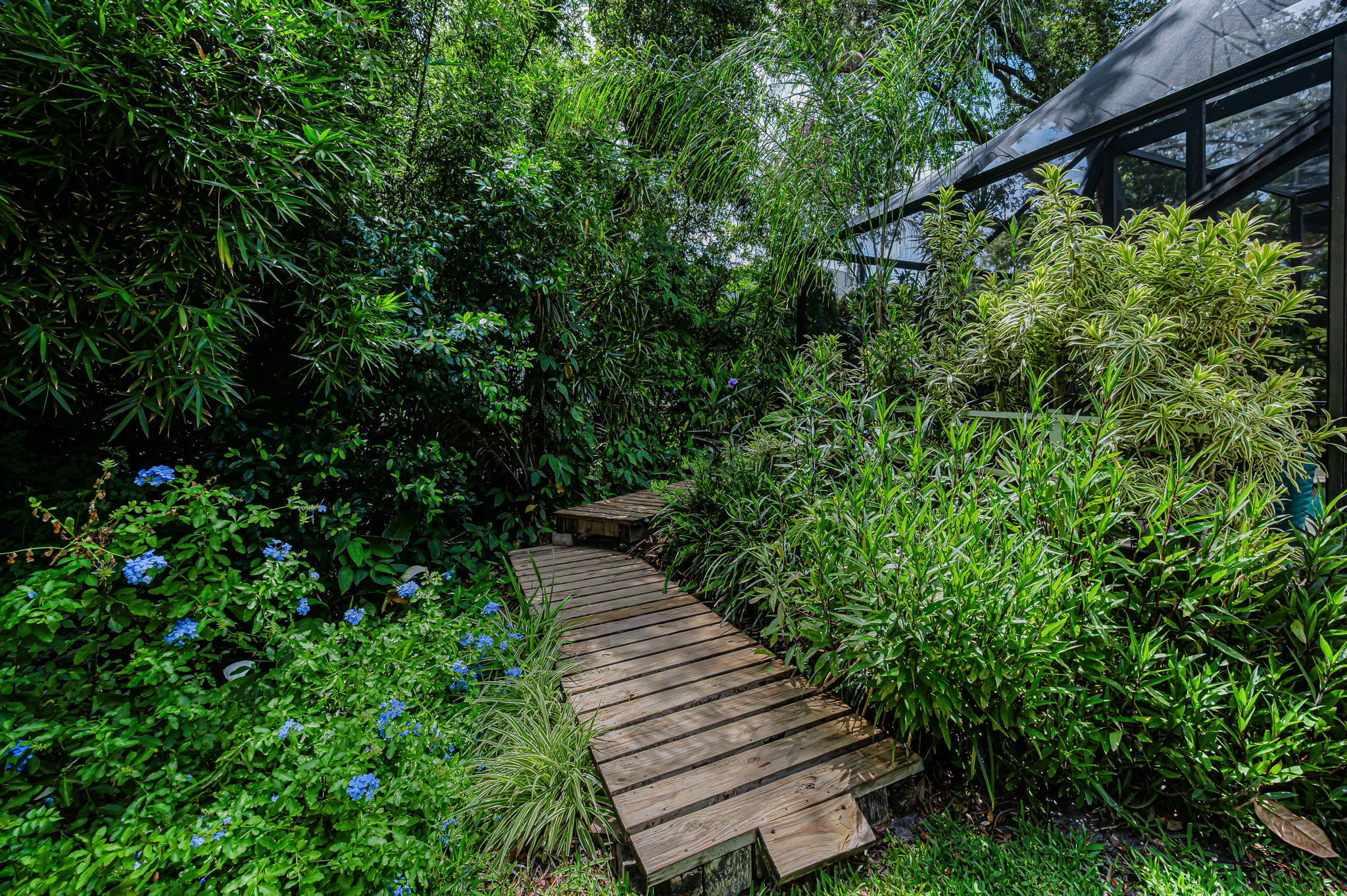 Backyard7