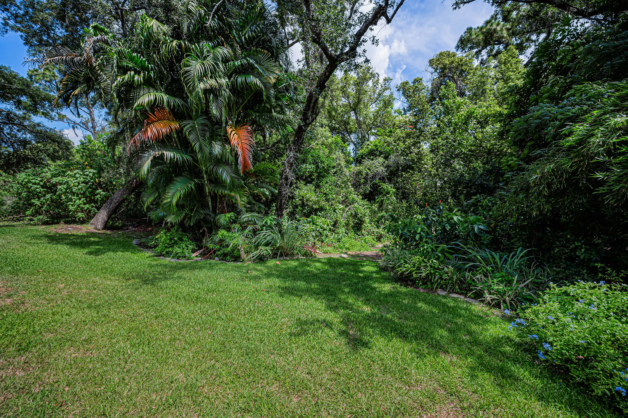Backyard1