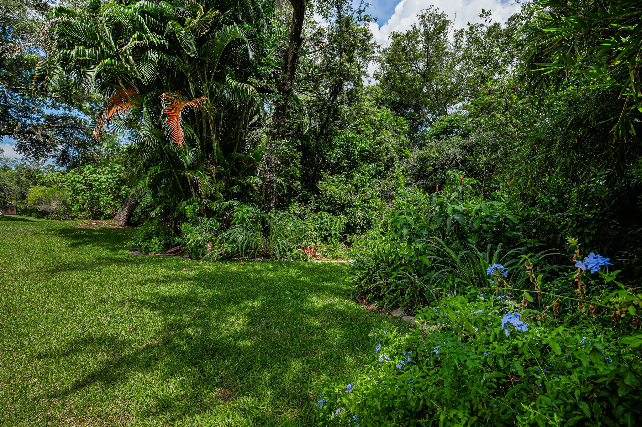 Backyard3