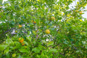  Photo 48
