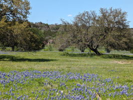 Do you see the Tiny Home through the Bluebonnets and Trees?
