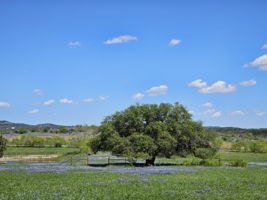 Your Hill Country Views with Gorgeous Trees and  Bluebonnets.