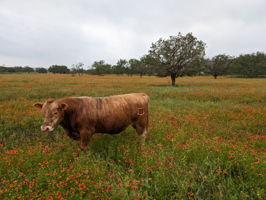 Cattle enjoy the lush pasture land
