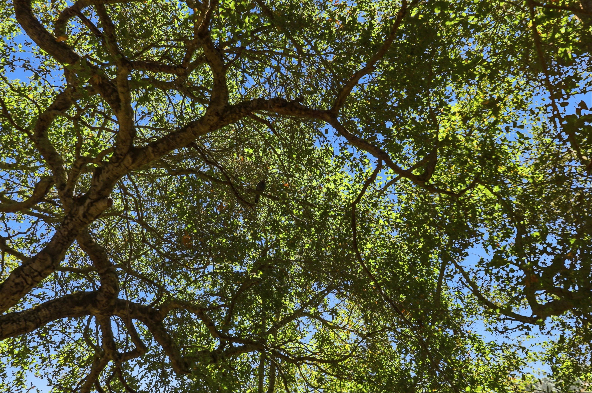 061_F8_17076 Shady Ln