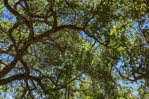 061_F8_17076 Shady Ln