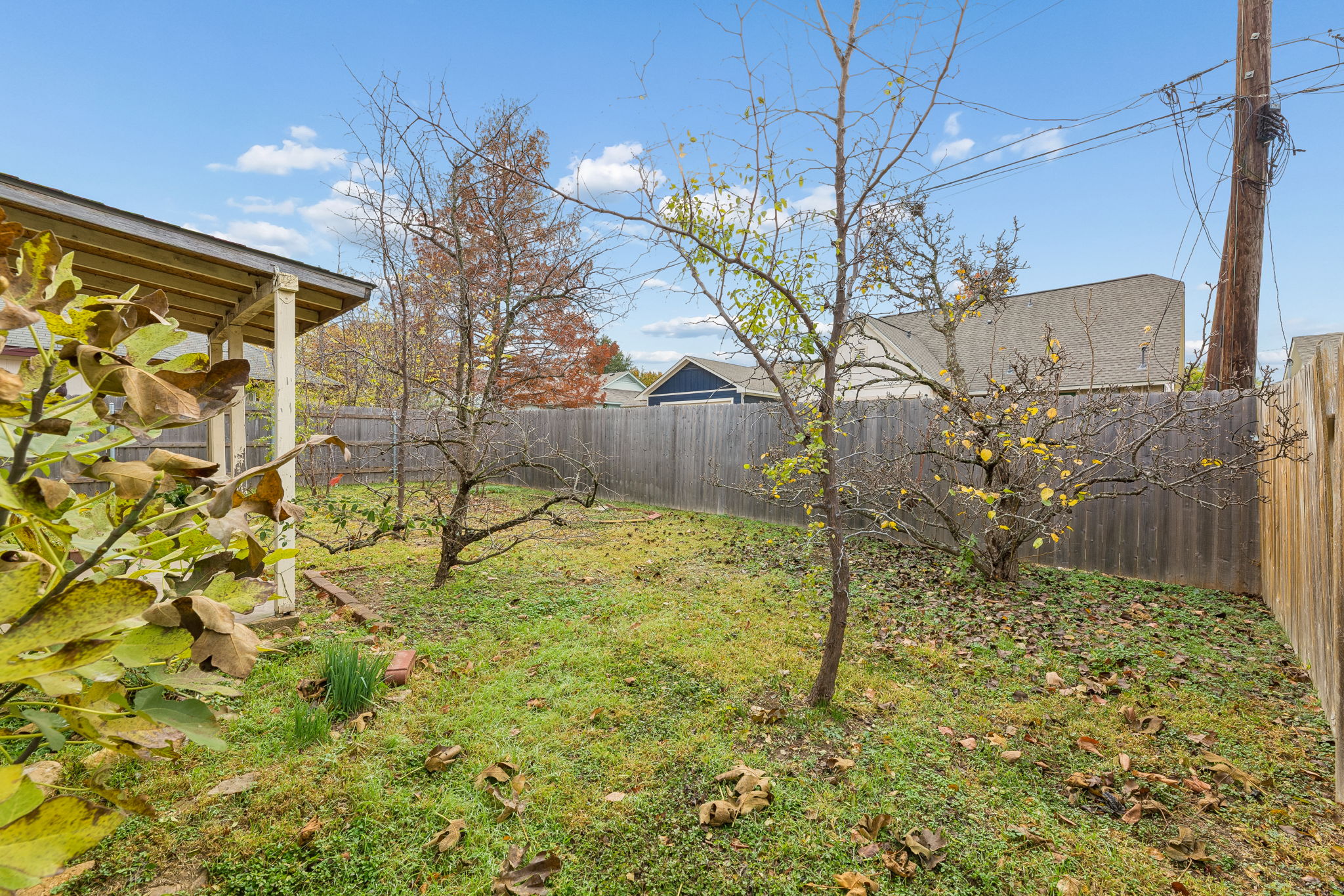 Fruit trees in the back yard!