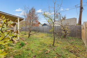 Fruit trees in the back yard!