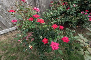  Photo 39