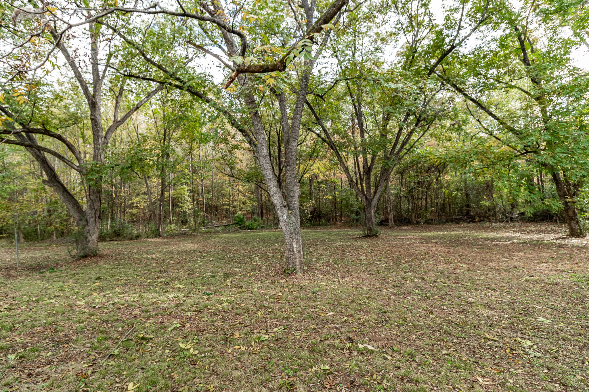 Pecan Trees On Property