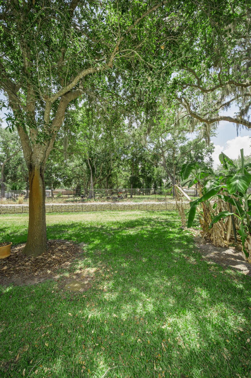 Backyard2