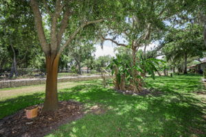 Backyard1