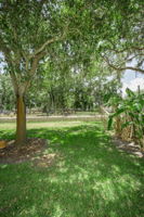 Backyard2