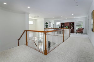 Blue_Spruce_35