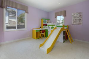 Blue_Spruce_50
